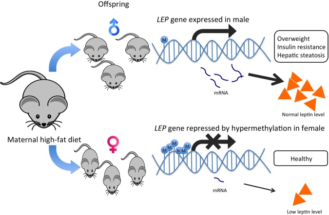 FIGURE 4