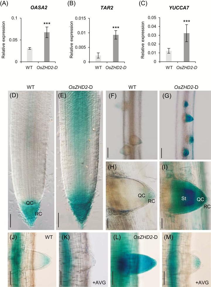 Fig. 8.