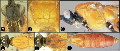 Figure 26.