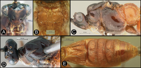 Figure 19.