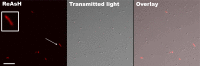 Fig 7