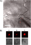 Fig 10