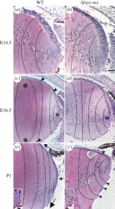 Figure 6.