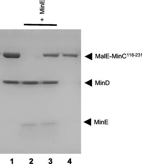 FIG. 8.