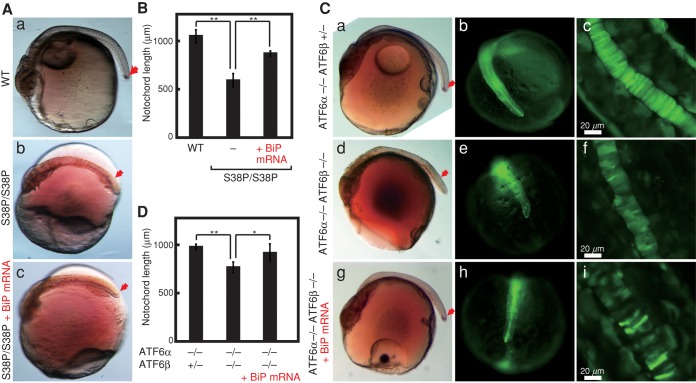 FIGURE 6: