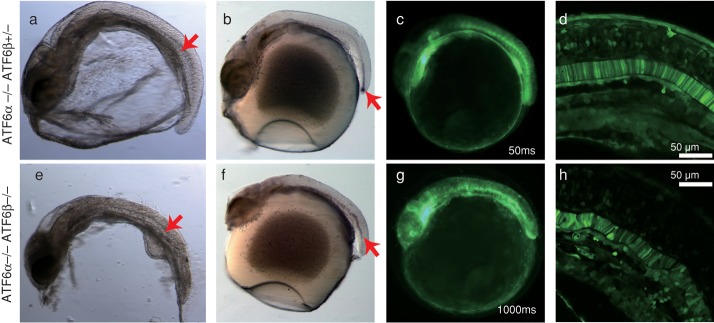 FIGURE 4: