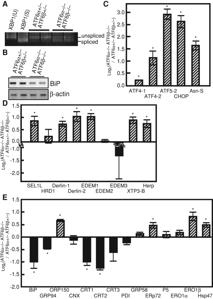 FIGURE 5: