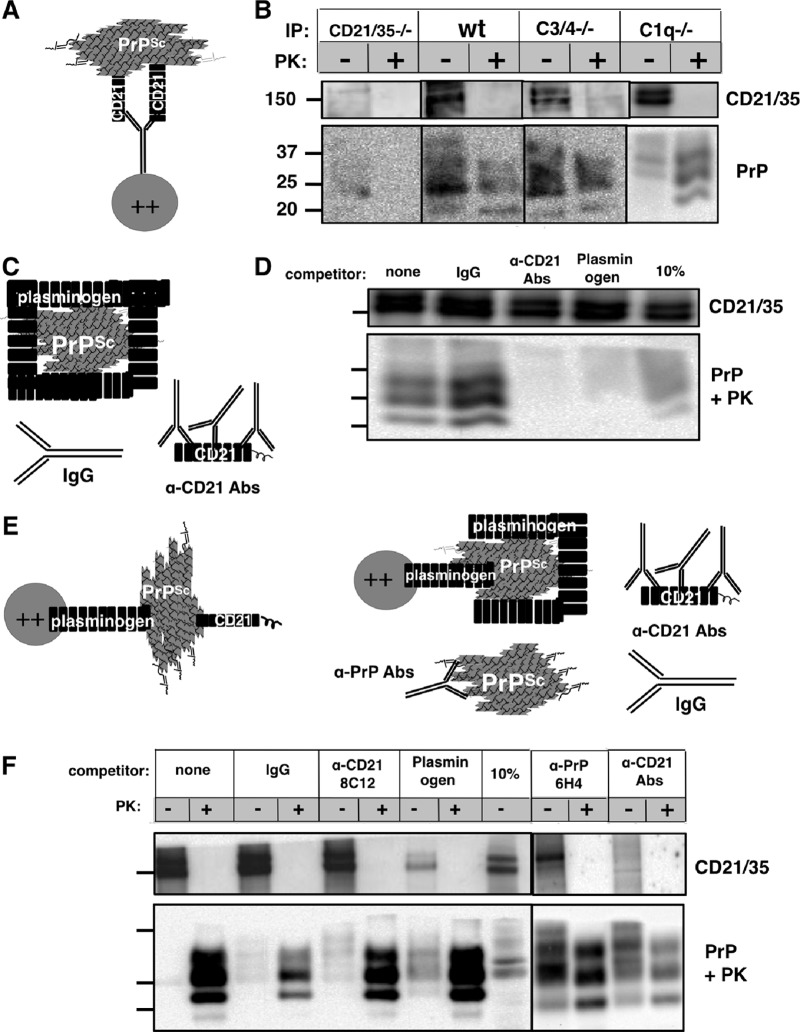 FIG 3 