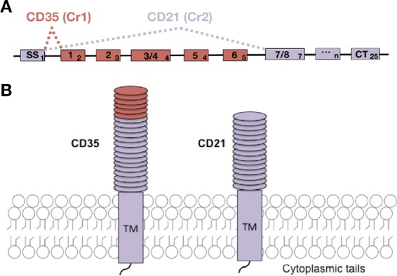 FIG 1 