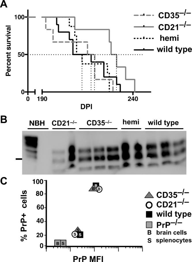 FIG 6 