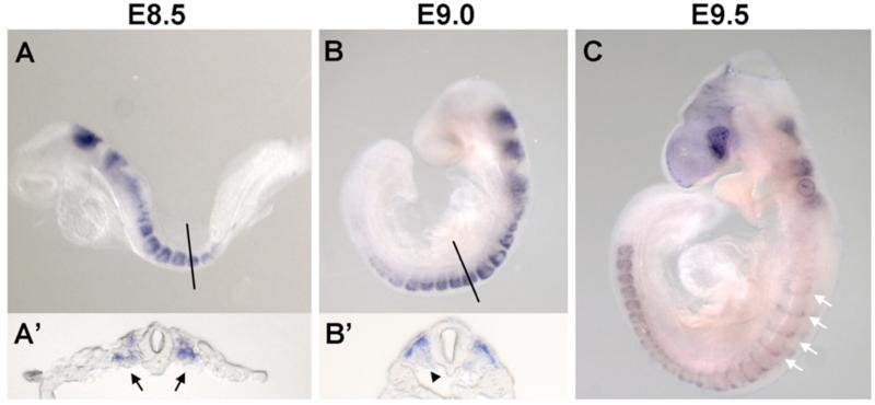 Fig. 1