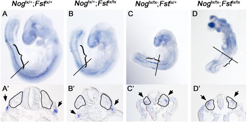 Fig. 5