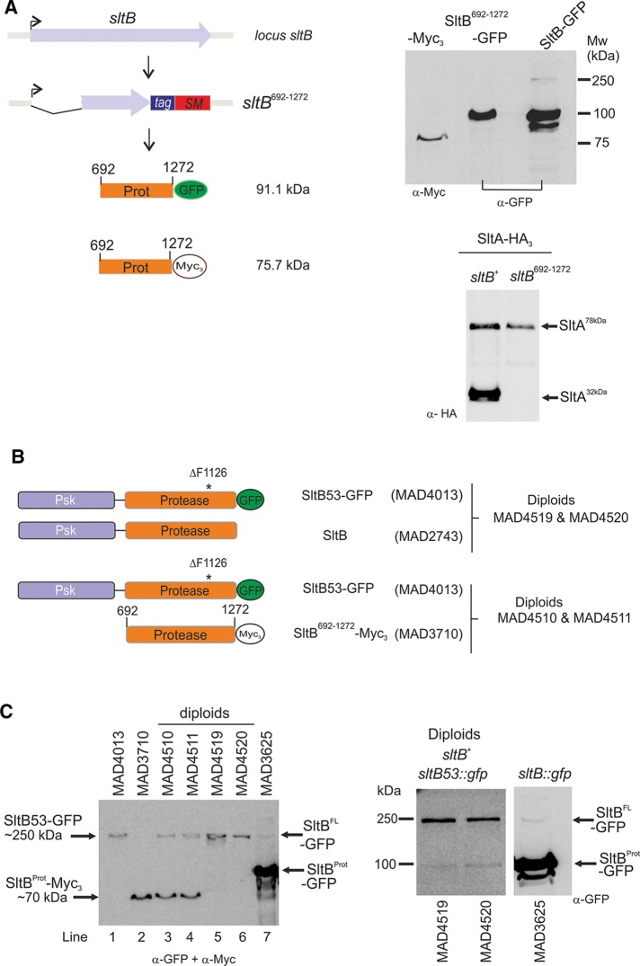 FIGURE 6: