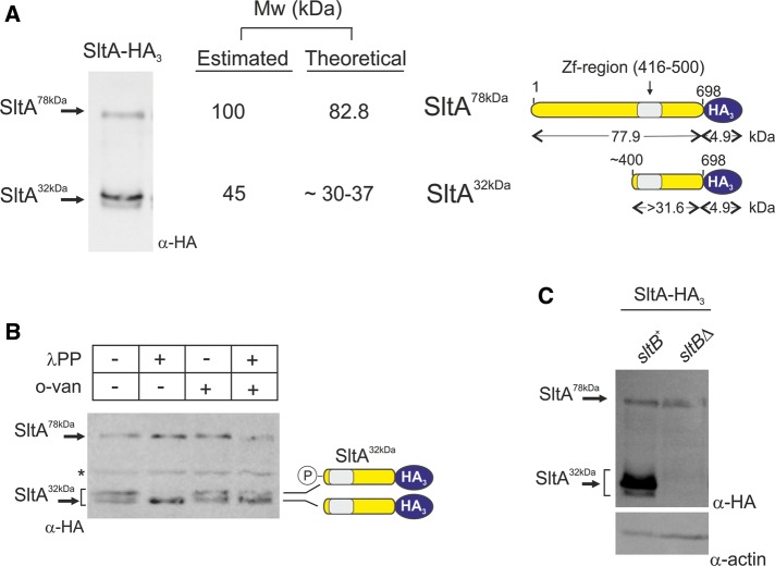 FIGURE 2: