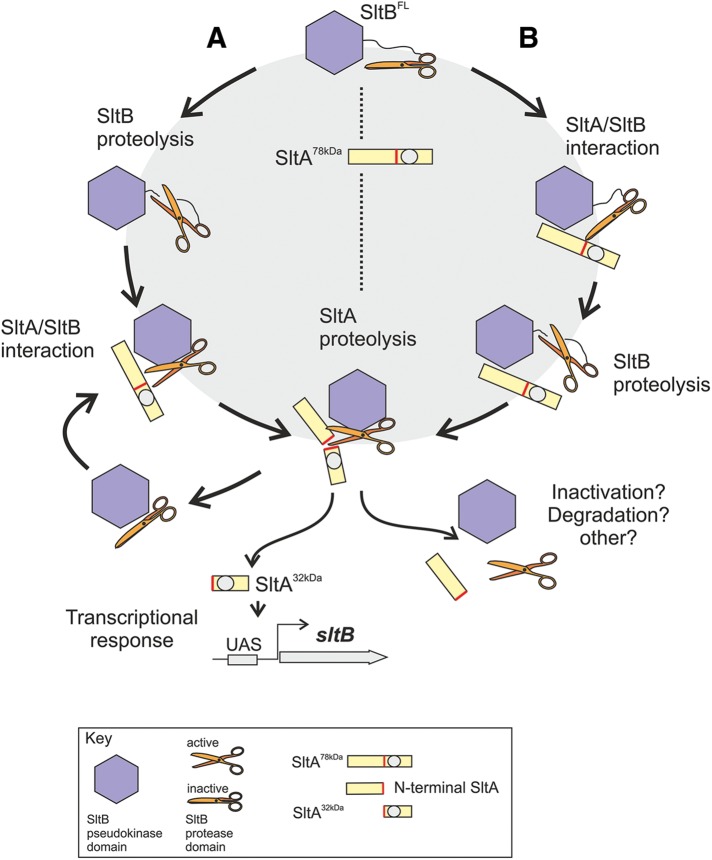 FIGURE 11: