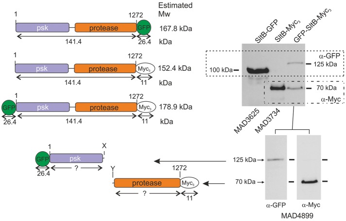 FIGURE 1: