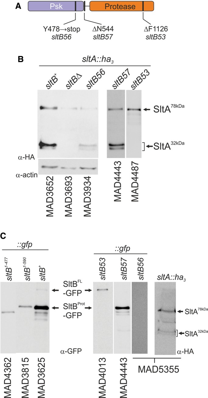 FIGURE 5: