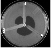 Fig.5