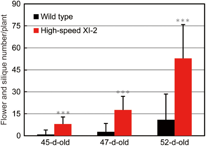 Figure 5. Effects of high-speed chimeric myosin XI-2 on flowering and seed setting. Flower and silique number time course for wild-type and high-speed XI-2 Camelina from 45 to 52 days. *** p<0.001 by Student’s t test compared with the wild type.