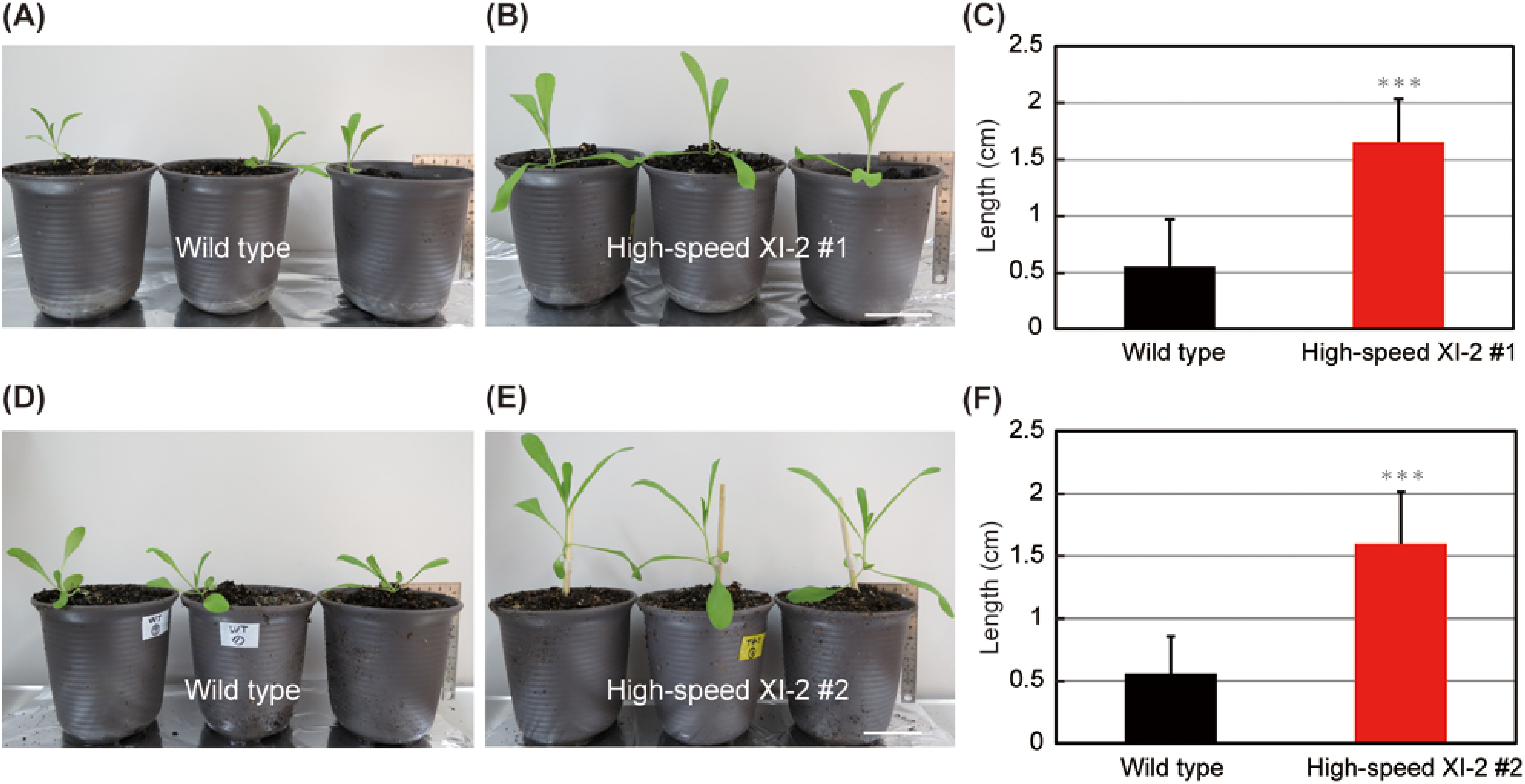 Figure 2. Effects of high-speed chimeric myosin XI-2 on Camelina. Phenotypes of the wild type (A) and high-speed XI-2 line (B) at 18 days. (C) The first internode length of 18-d-old plants in wild-type and high-speed XI-2 #1 plants (mean±SE, n=11). Phenotypes of the wild type (D) and another independent high-speed XI-2 line (E) at 19 days. (F) The first internode length of 19-d-old plants in wild-type and high-speed XI-2 #2 plants (mean±SE, n=12). Bars=5 cm. *** p<0.001 by Student’s t test compared with the wild type.