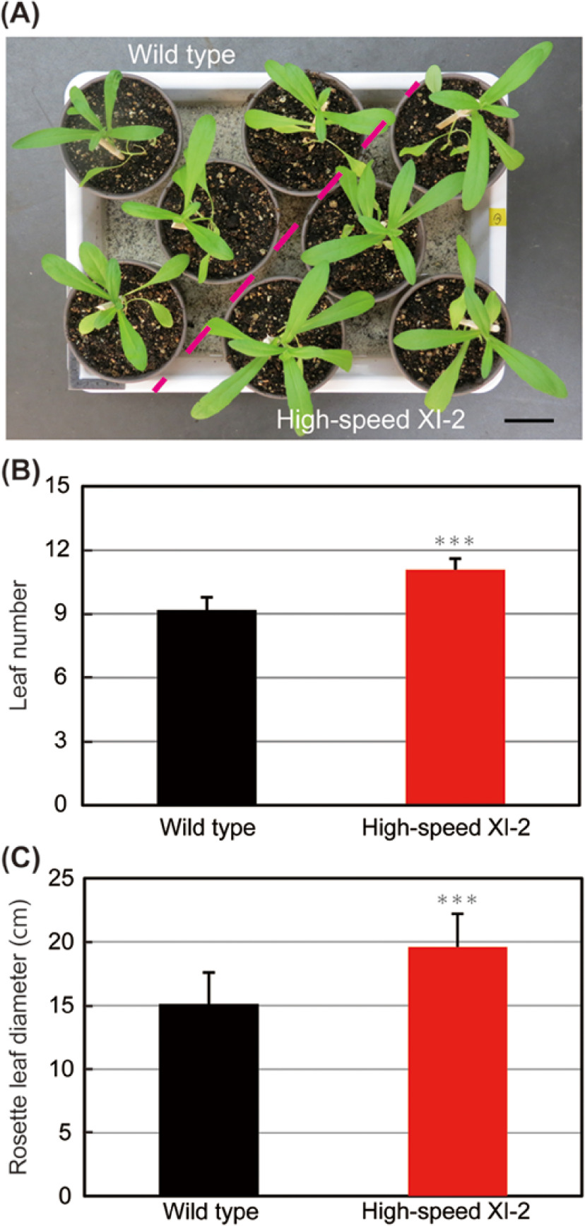 Figure 3. Effects of high-speed chimeric myosin XI-2 on leaf development. (A) Phenotype of 27-day-old wild-type and high-speed XI-2 Camelina. (B) Leaf number of 27-day-old plants (mean±SE, n=11). (C) Mean rosette leaf diameters of 27-day-old plants (mean±SE, n=11). Bar=5 cm. *** p<0.001 by Student’s t test compared with the wild type.