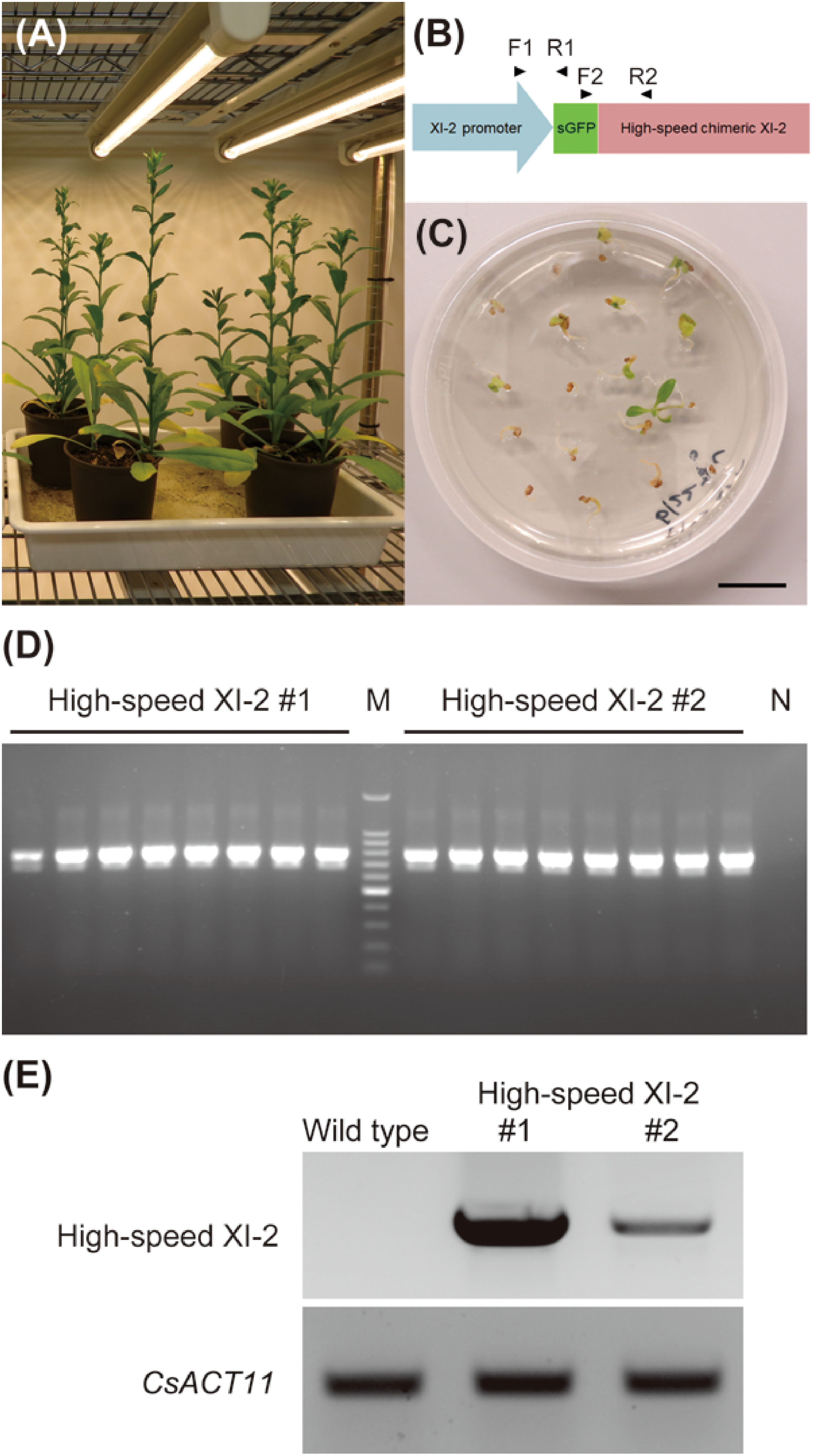 Figure 1. Generation of transgenic Camelina expressing high-speed chimeric myosin XI-2. (A) Wild-type Camelina plants for transformation. (B) Schematic diagram of GFP-fused high-speed chimeric myosin XI-2 construct. F1 and R1, forward and reverse primers for PCR analysis of the homozygous transgenic plants. F2 and R2, forward and reverse primers for RT-PCR to confirm the transcript of GFP-fused high-speed chimeric myosin XI-2 gene. (C) Selection of T1 generation seeds using Murashige and Skoog medium containing 30 µM hygromycin and 250 µM claforan. Bar=1 cm. (D) PCR analysis of two independent homozygous transgenic plants. M, 100 bp ladder; N, non-transgenic plant. (E) RT-PCR analysis of two independent homozygous transgenic plants. Camelina ACTIN11 (CsACT11) was used as an internal control.