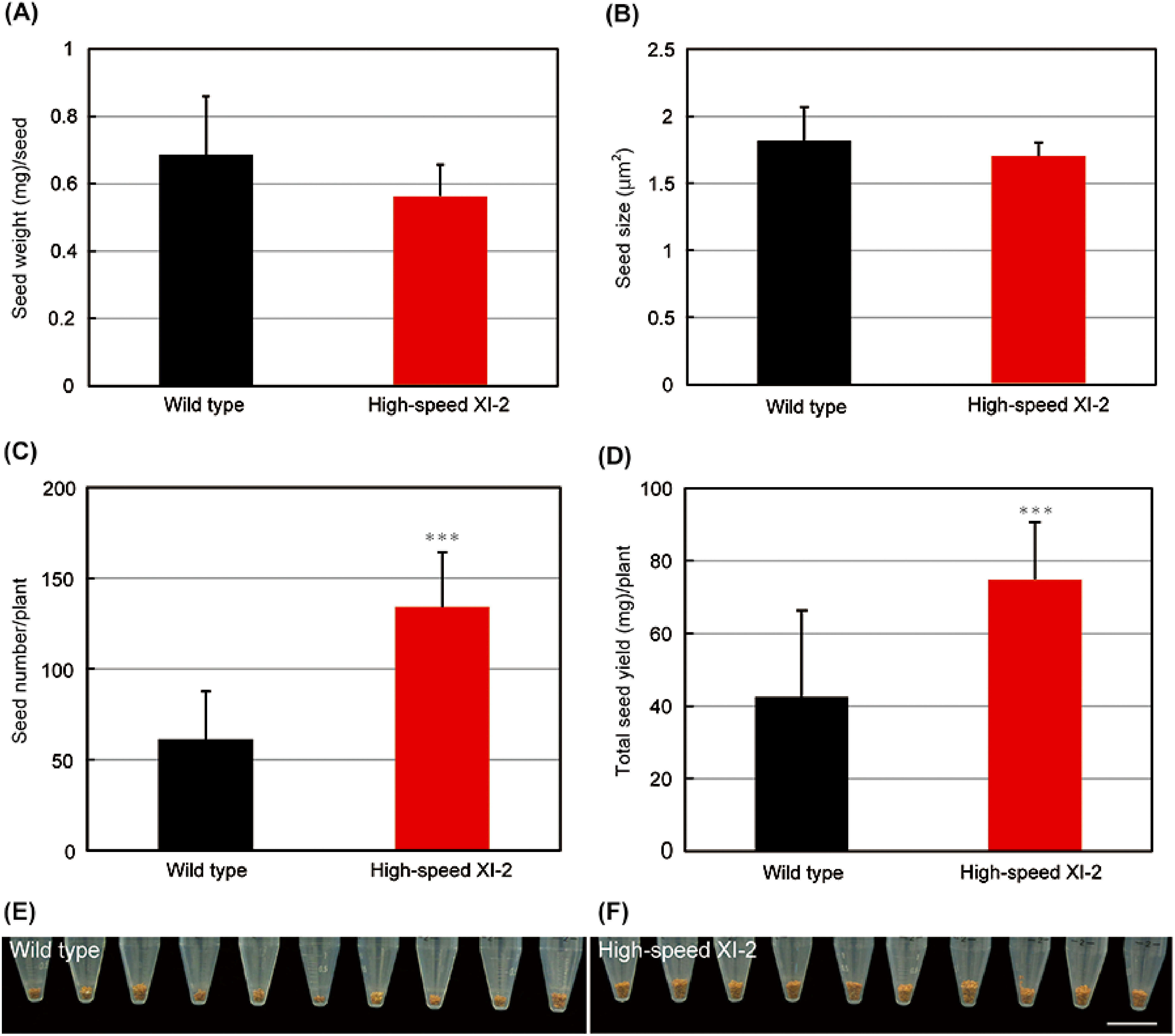 Figure 6. Effects of high-speed chimeric myosin XI-2 on seed production. (A) Seed weight per seed. (B) Seed size per seed. (C) Seed number per plant. (D) Total seed yield per plant (mean±SE, n=11). *** p<0.001 by Student’s t test compared with the wild type. (E) Total seed yield of representative wild-type plants. (F) Total seed yield of representative high-speed XI-2 plants. Bar=2 cm.