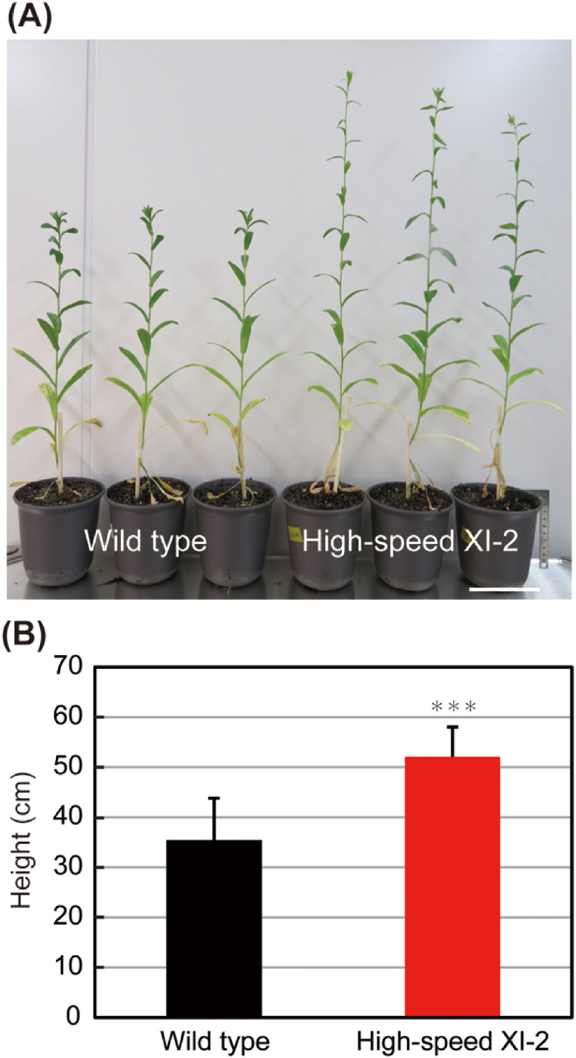 Figure 4. Effects of high-speed chimeric myosin XI-2 on main stem development. (A) Phenotype of wild-type and high-speed XI-2 plants. (B) Plant height of 42-d-old plants (mean±SE, n=11). Bar=10 cm. *** p<0.001 by Student’s t test compared with the wild type. Bar=10 cm.