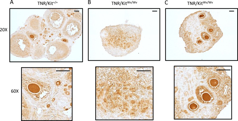 Figure 7.