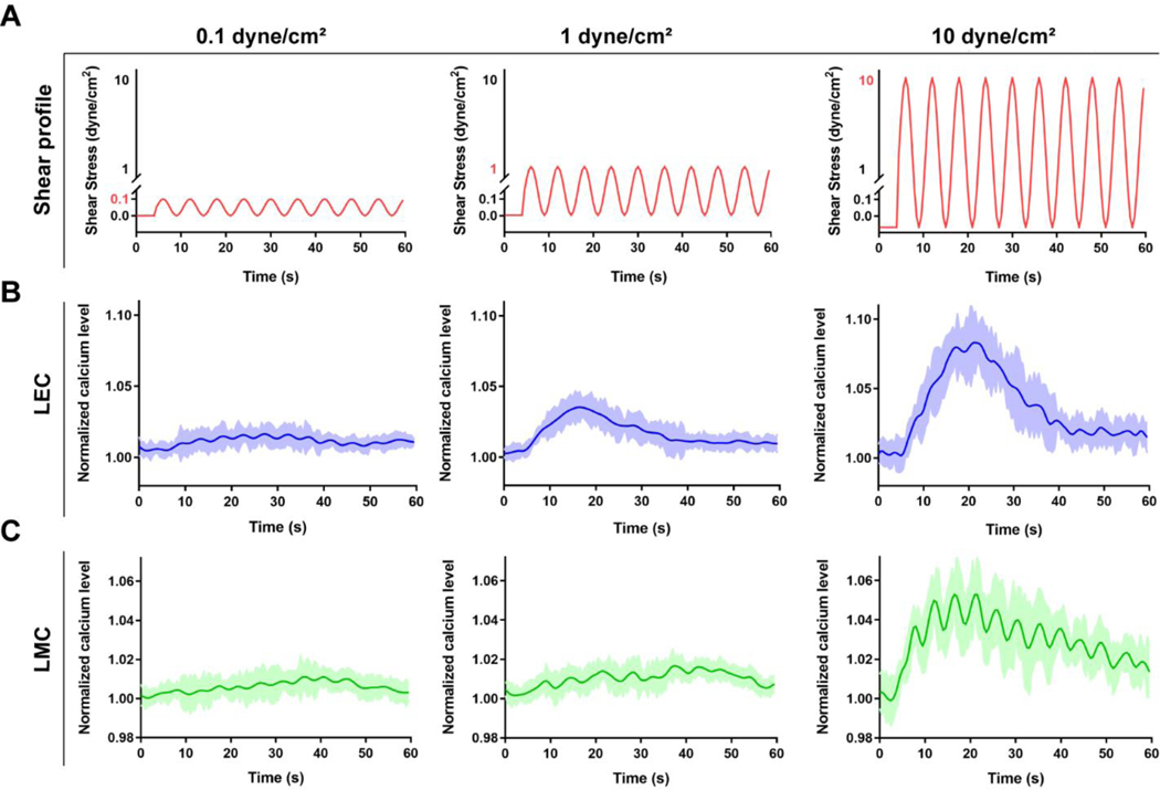 Intracellular Calcium Dynamics Of Lymphatic Endothelial And Muscle 