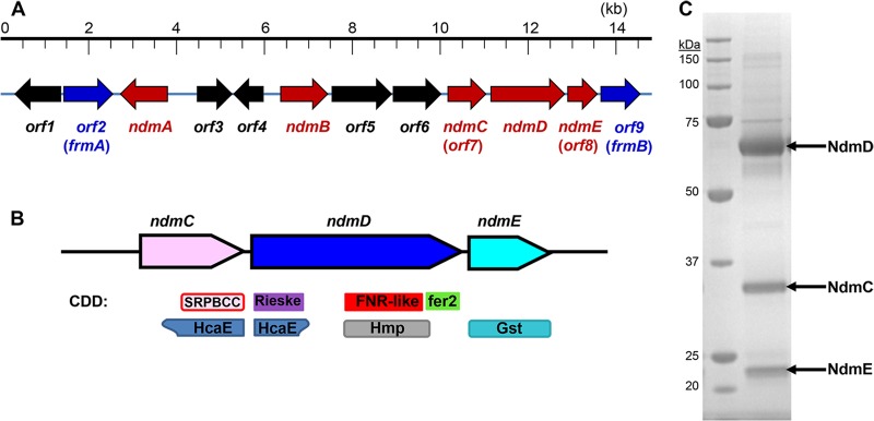 Fig 1