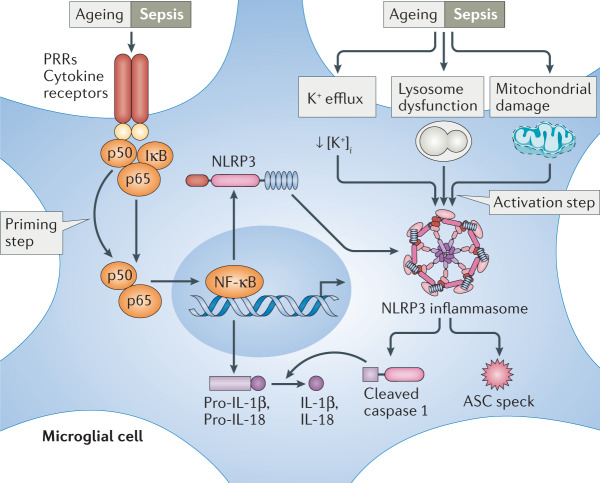 Box 2 The NLRP3 inflammasome