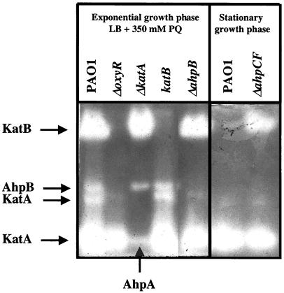 FIG. 7