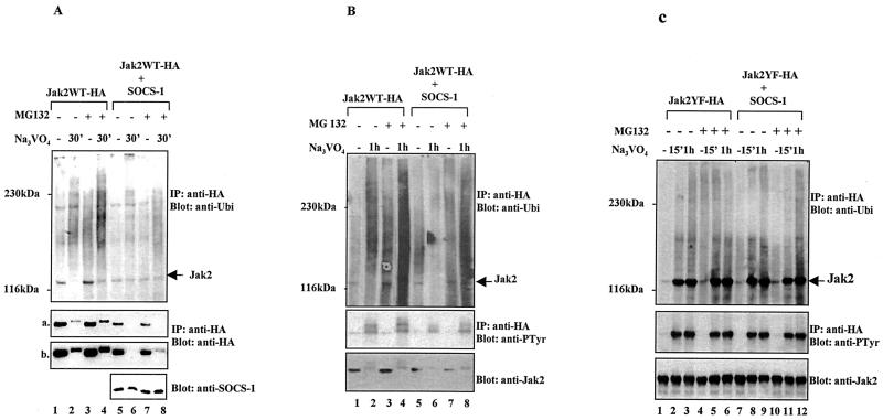 FIG. 5.