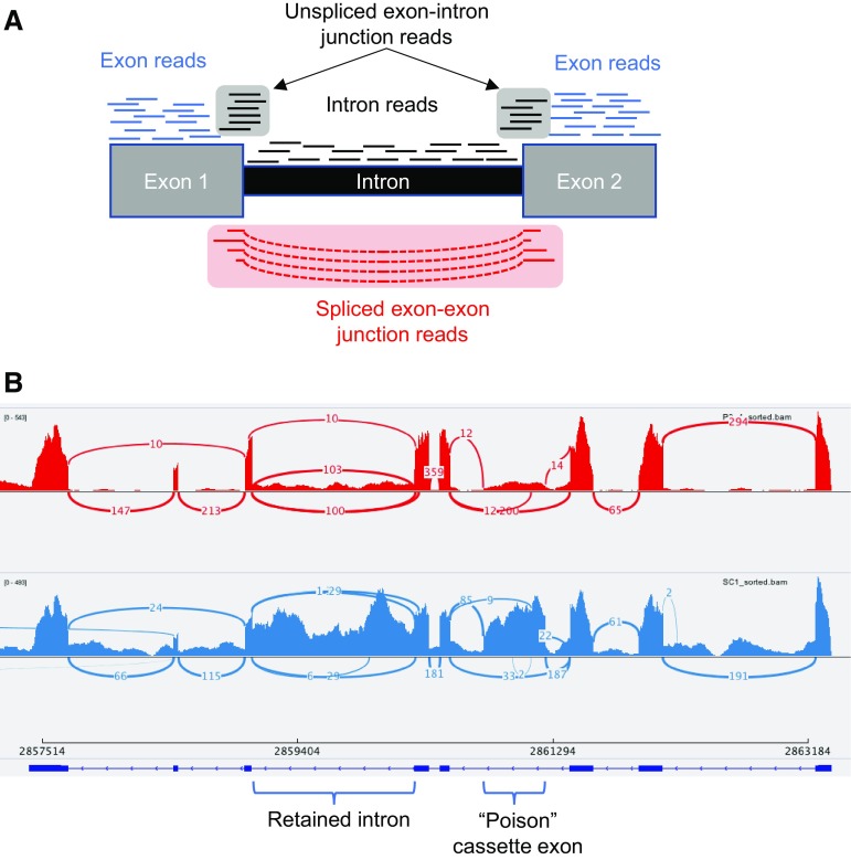 Intron retention as a component of regulated gene expression programs - PMC