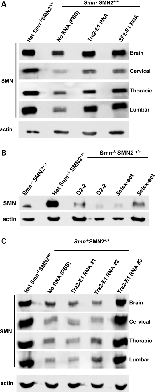 Figure 7.