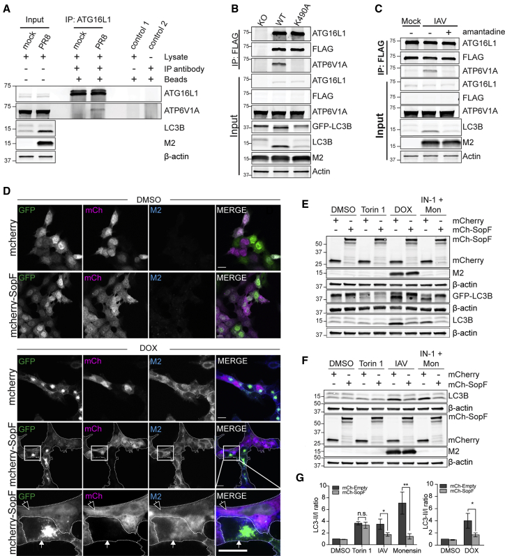 Figure 2