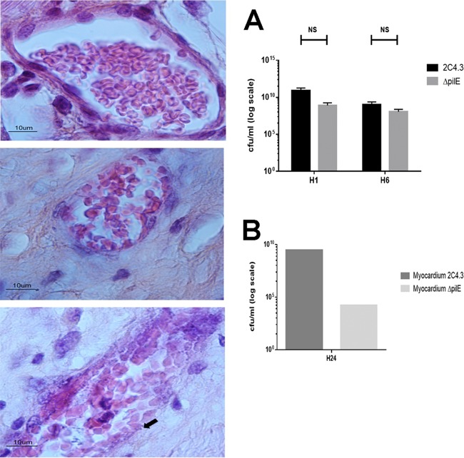 FIG 6