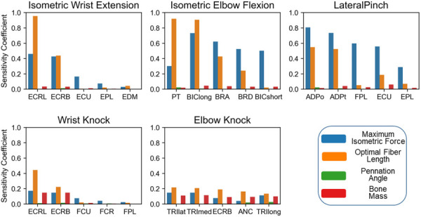 Calculated two-point sensitivity coefficients for the five muscles with the highest activations for each task. Note, the illustrated muscles vary across tasks.