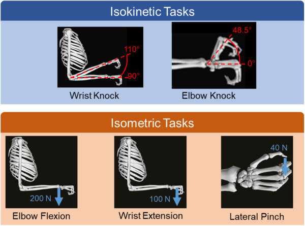 Simulated tasks with kinematics and kinetics. The isokinetic tasks were determined by moving the joint half the range from neutral and the rate was determined by the time required to run the simulations. The forces for the isometric tasks were chosen as 50% as the maximum possible force that could be simulated with the model.