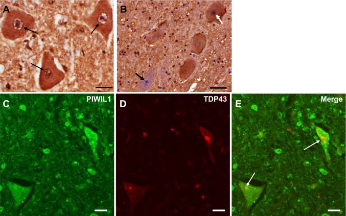 Fig. 6