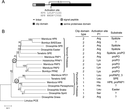 FIGURE 1.