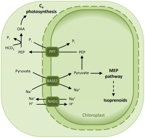 Figure 7