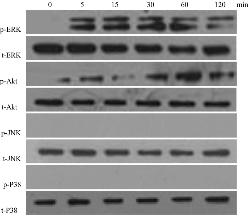 Fig. 6