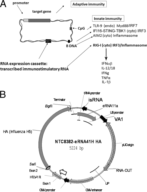 FIG. 1.