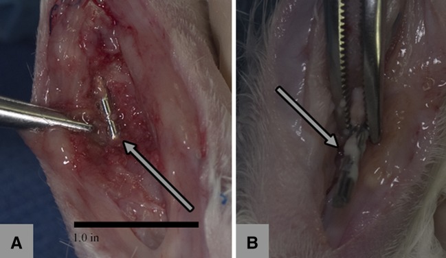 Fig. 3A–B