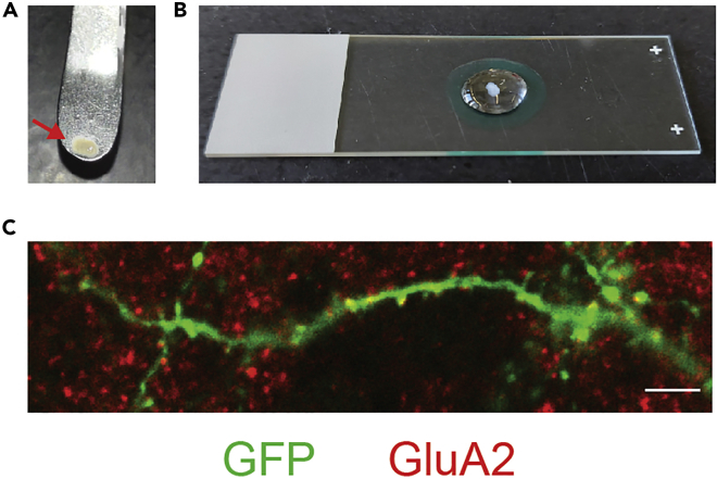 Figure 2