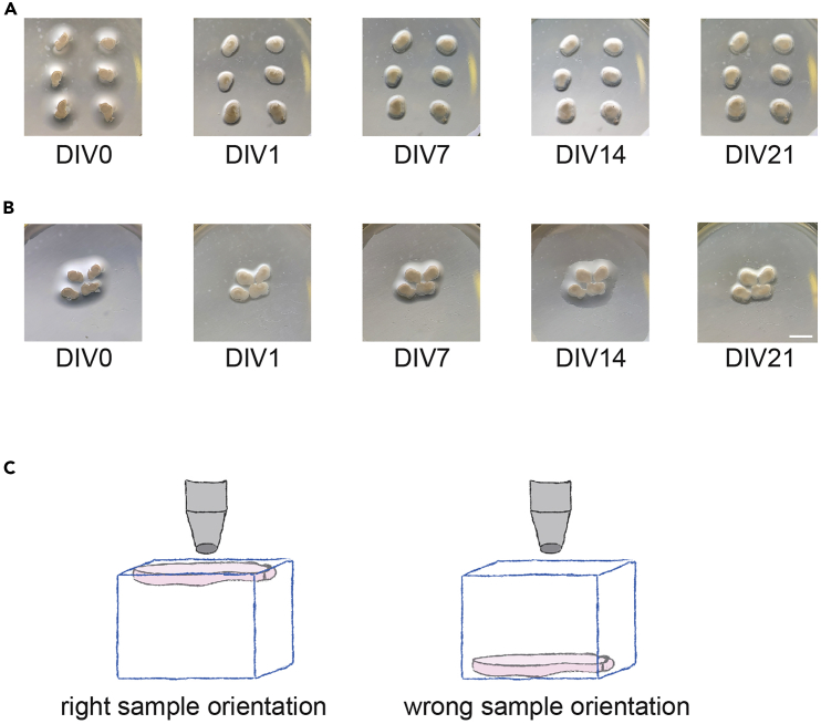 Figure 6