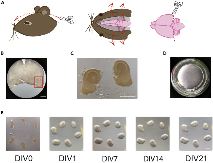 Figure 1