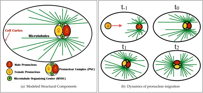 FIGURE 1: